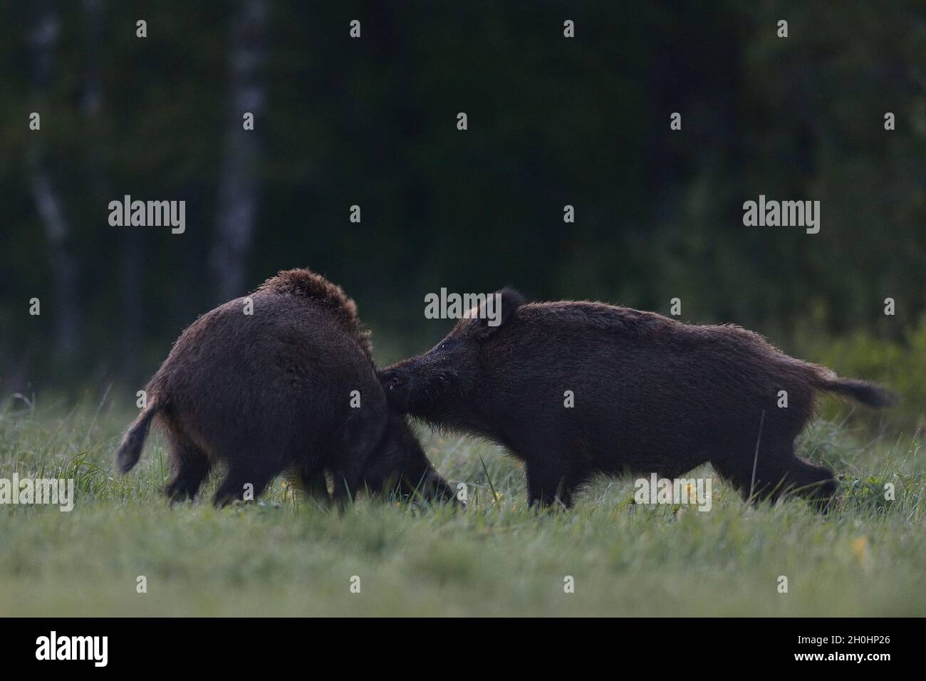 Wildschwein-Kampf. Wildschwein-Angriff. Stockfoto
