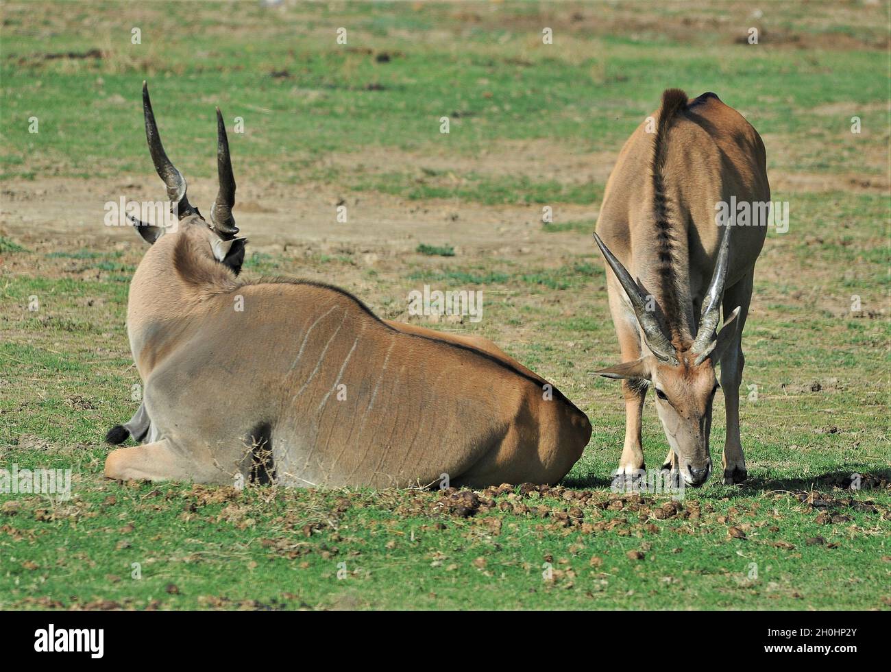 Kobus ellipsiprymnus im afrikanischen Reservat von Sigean-Frankreich Stockfoto