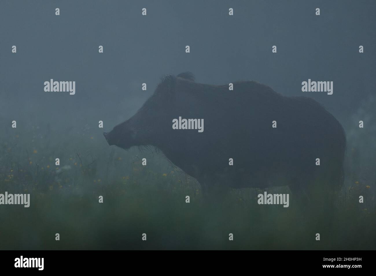 Wildschwein im Nebel bei Nacht Stockfoto