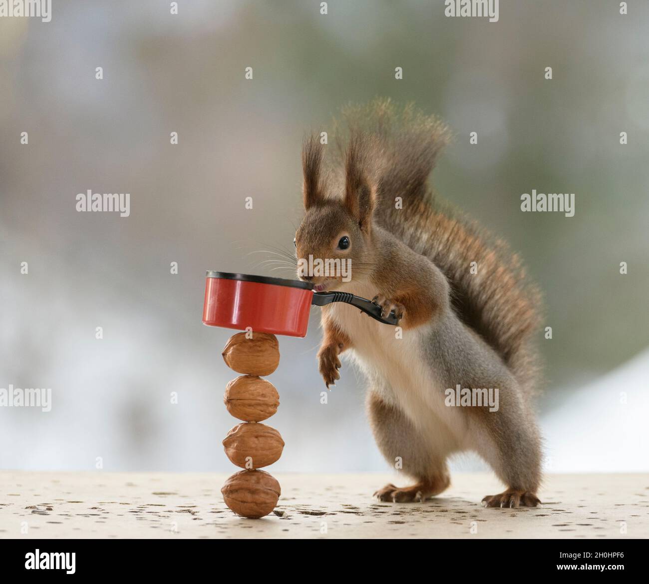 Rotes Eichhörnchen hält eine Pfanne auf Walnüssen Stockfoto