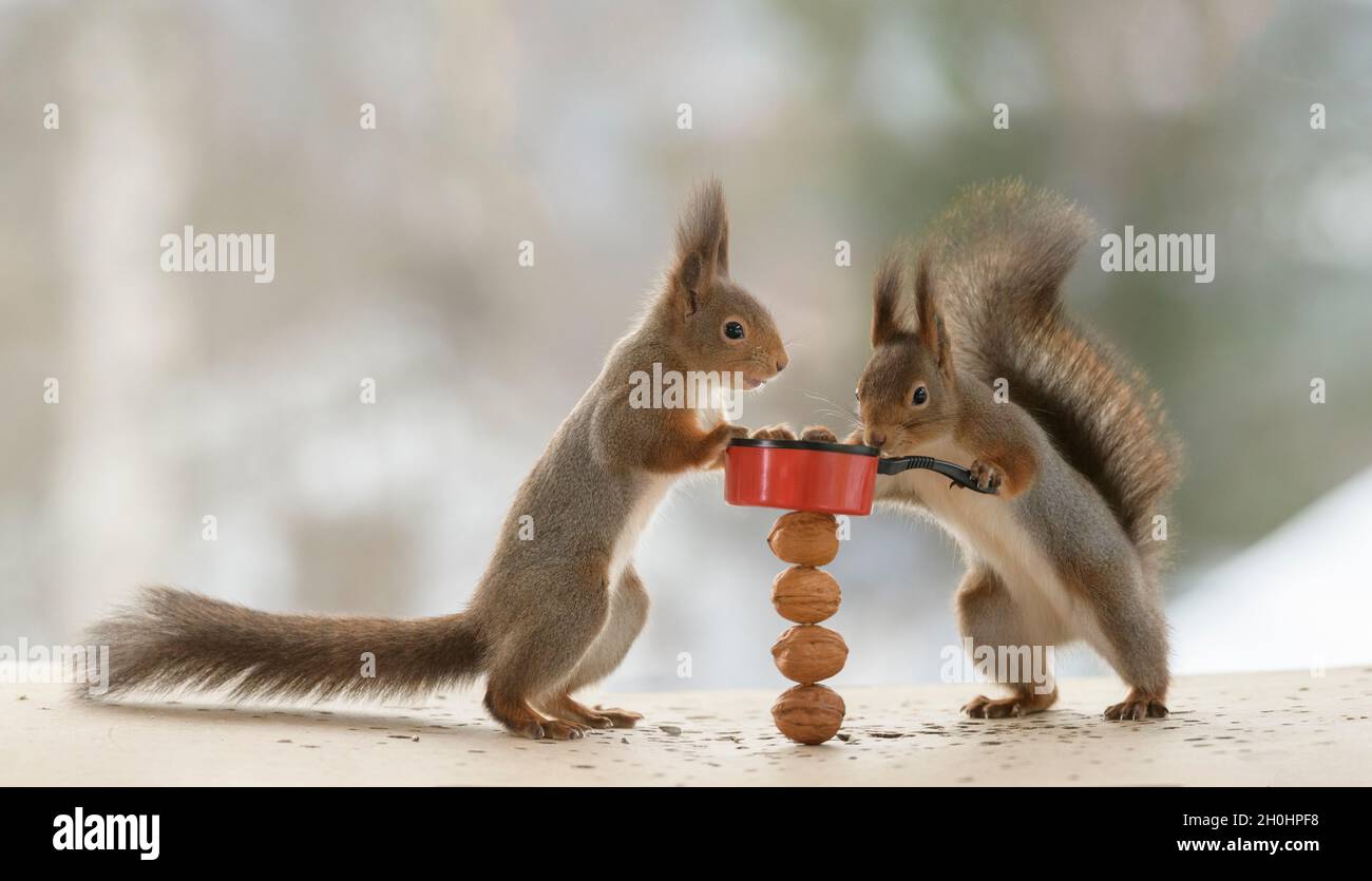 Rote Eichhörnchen halten eine Pfanne mit Walnüssen Stockfoto