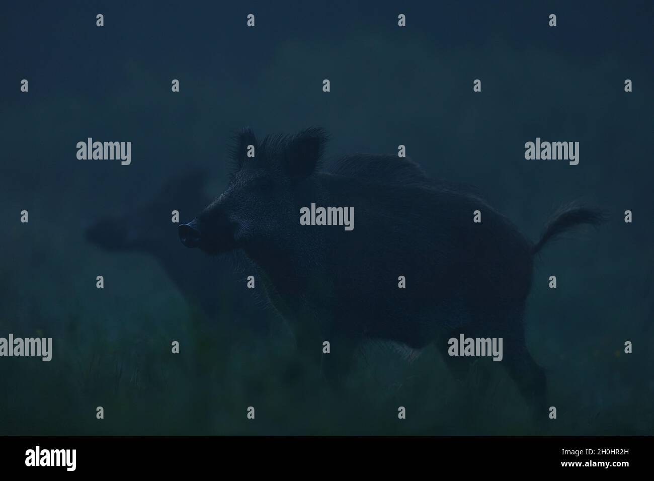 Wildschweine in der Nacht Stockfoto