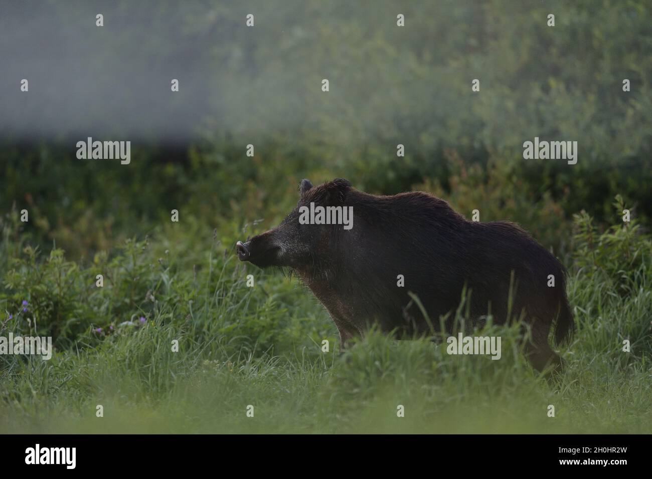 Wildschwein auf dem Gebiet mit Wald-Hintergrund Stockfoto