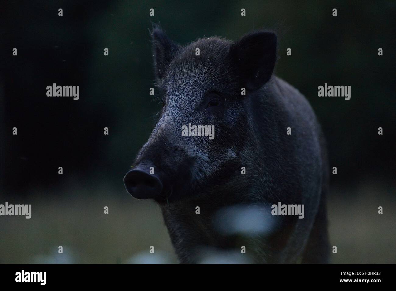 Wildschwein Porträt bei Nacht Stockfoto