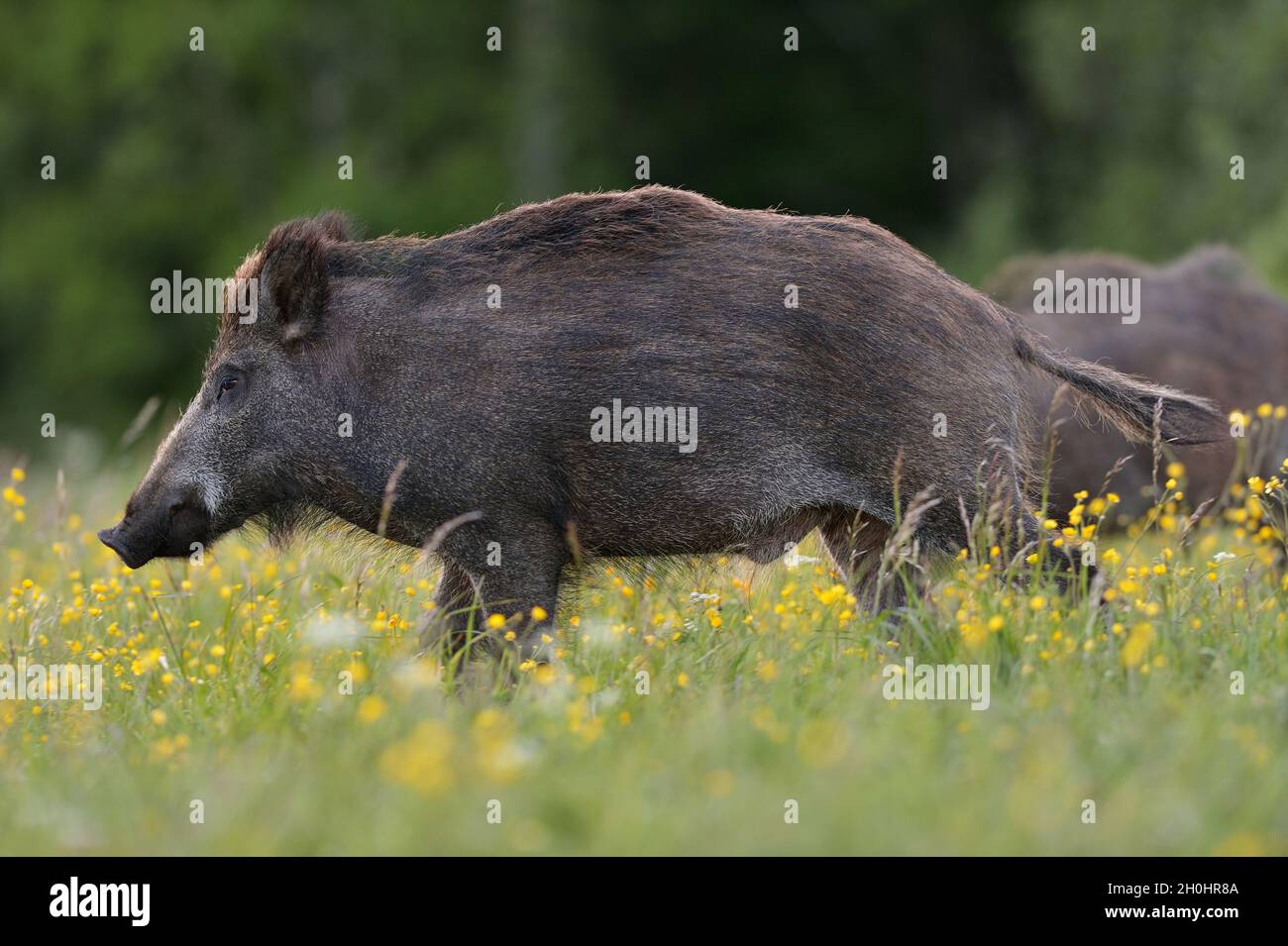 Wildschwein auf blühende Feld Stockfoto