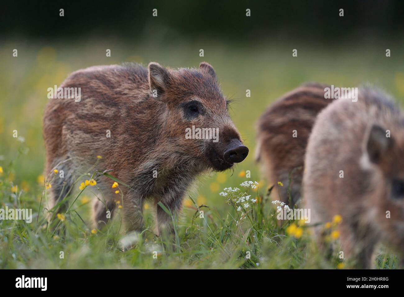 Wildschwein-Ferkel Stockfoto