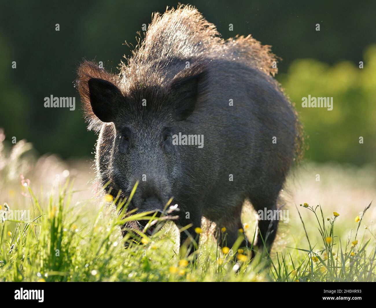 Wildschwein auf der Wiese Stockfoto