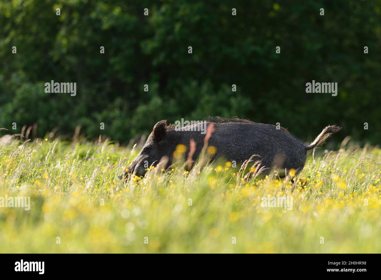 Wildschwein, der auf dem Feld läuft Stockfoto