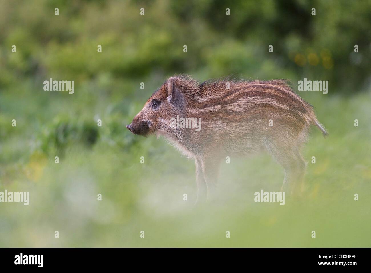 Wildschwein-Ferkel Stockfoto