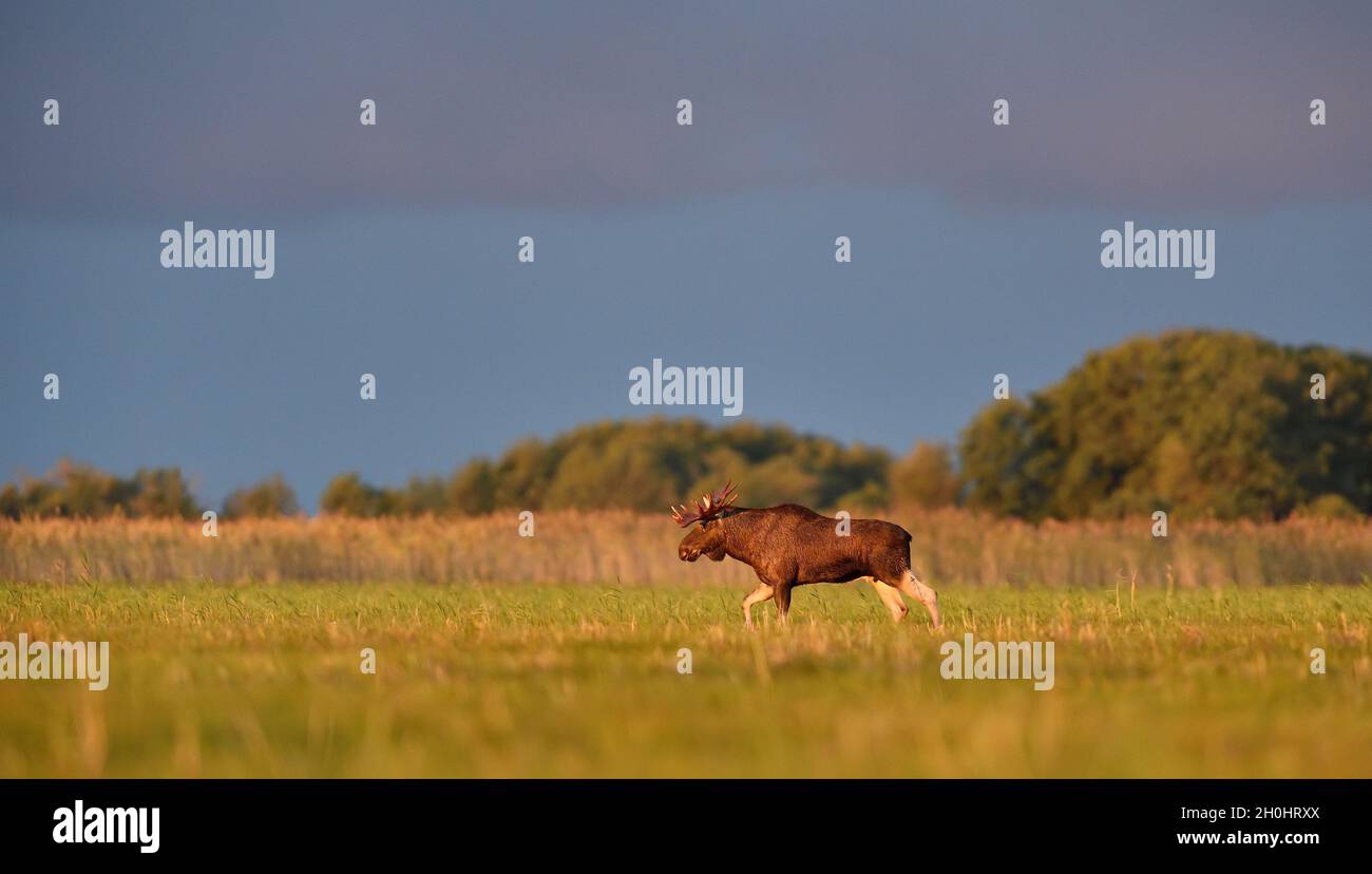 Elchbulle bei einem süßen Licht am Herbstmorgen Stockfoto