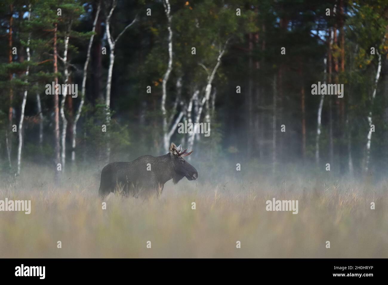 Elchbulle, Eurasischer Elch Stockfoto