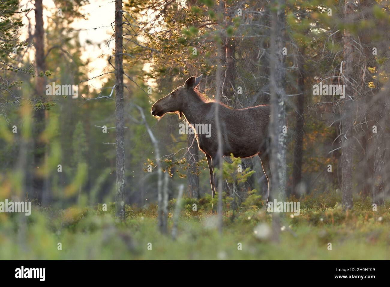 Elch im Lapplandwald, Finnland Stockfoto