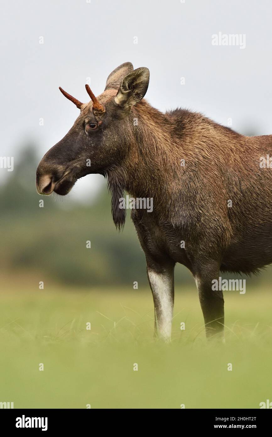 Das Europäische Elch-Porträt auf der Herbstwiese Stockfoto