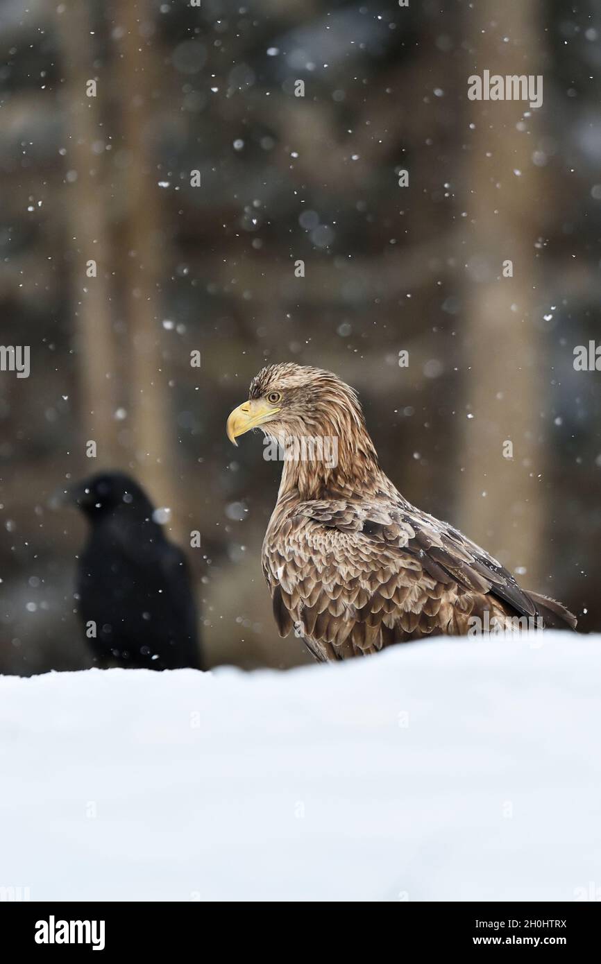Adler mit Rabe im Winter Stockfoto