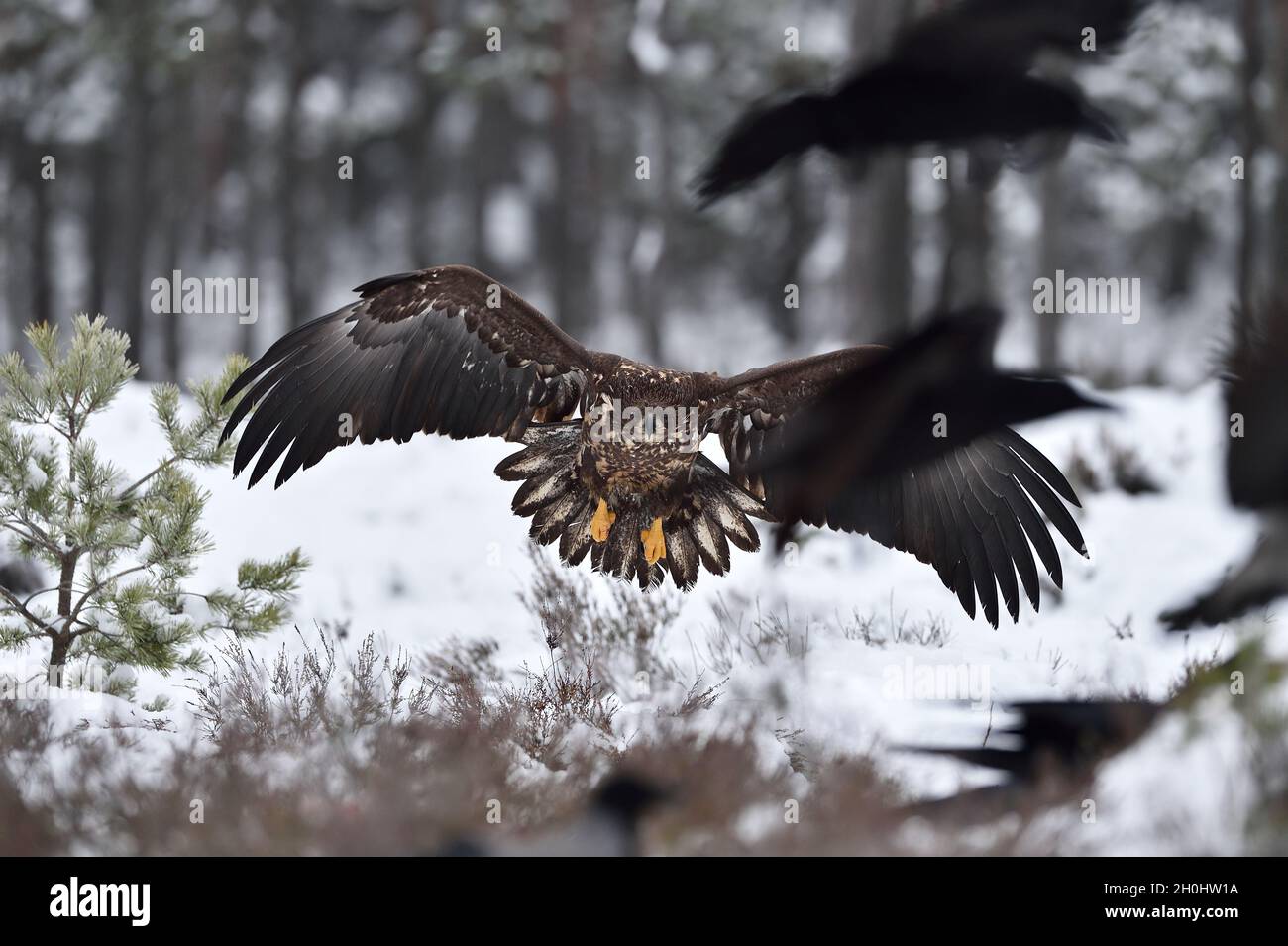Adler nähern, Adler Ankunft, Adler, Landung, Raben in Panik. Bird Of Prey. Stockfoto