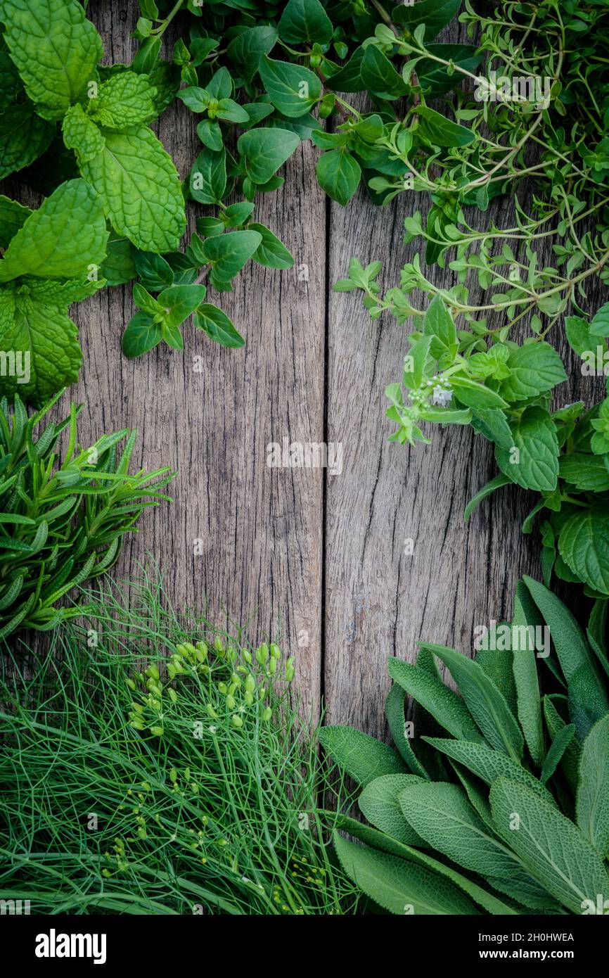 Verschiedene Kräuter und Gewürze aus dem Garten grüne Minze, Fenchel, Rosmarin, Oregano, Salbei, Zitrone, Thymian und Pfefferminze auf alten hölzernen Hintergrund. Stockfoto