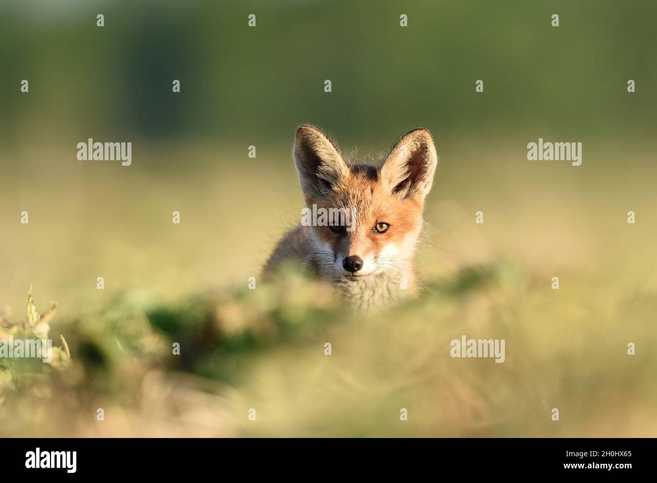 Red Fox Kit im Sommer. Rotfuchs Welpen im Sommer. Rotfuchs Baby im Sommer. Stockfoto