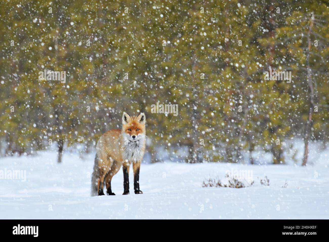 Rotfuchs auf Schnee im Winter bei Schneefall. Rotfuchs am Schneefall Wald auf einem Hintergrund. Stockfoto