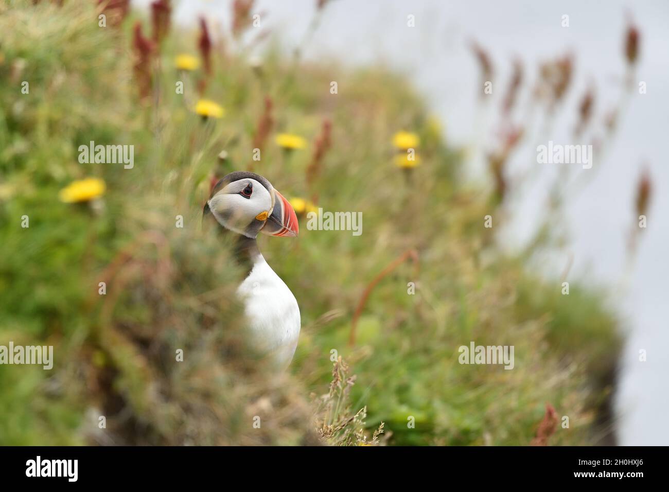 Puffin, Fratercula Arctica, einziger Vogel auf Stein, Island, Westmännerinseln Stockfoto