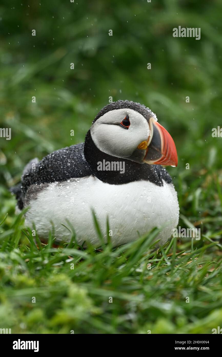 Papageitaucher Porträt im Regen. Island. Stockfoto