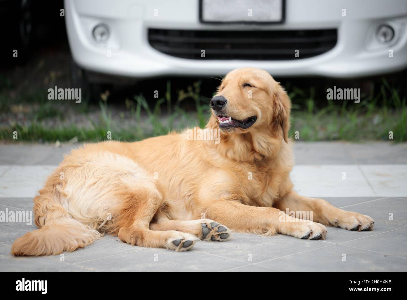 Der niedliche und goldene Retriever hockt auf dem Boden und lächelt vor Glück, ein glücklicher und freundlicher Hund Stockfoto