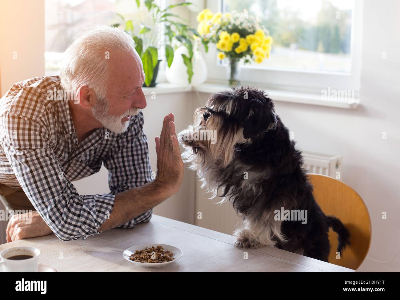 Netter Hund, der einem älteren Mann am Esstisch fünf mit Pfote gab und vor ihm Essen auf einem kleinen Teller hatte Stockfoto