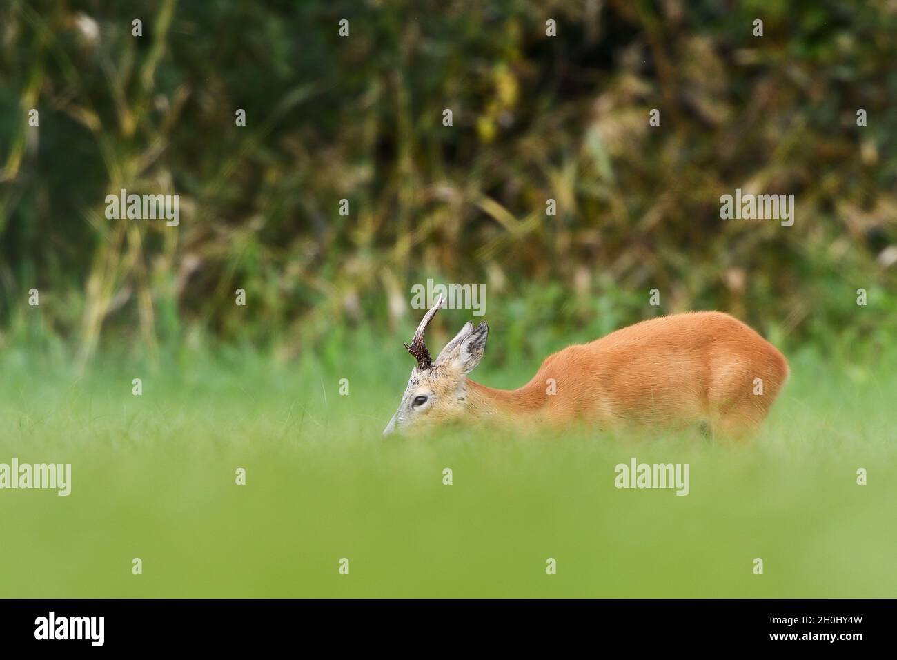 Roebuck beim frischen Essen auf der Wiese Stockfoto