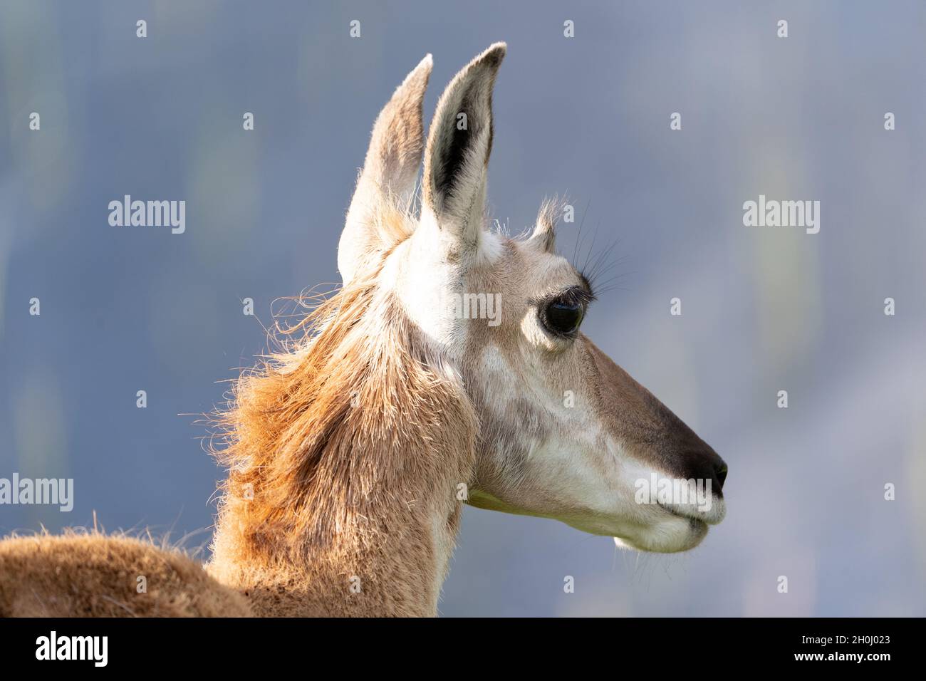 Pronghorn Stockfoto