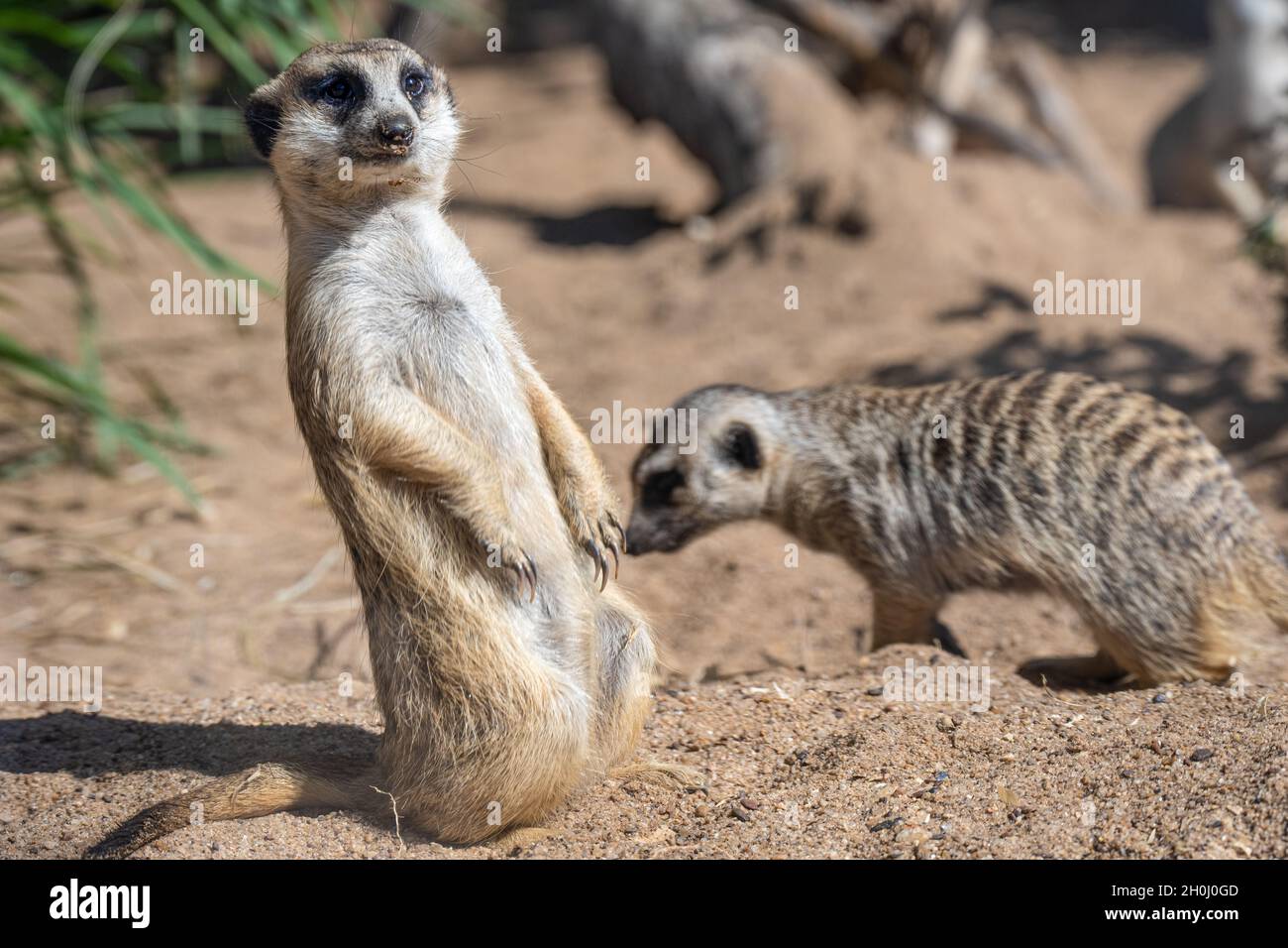 Alarm Schlankschwänzige Erdmännchen (Suricata suricatta) auf dem Aussichtspunkt in der afrikanischen Savanna Ausstellungsgebiet im Zoo Atlanta in der Nähe der Innenstadt von Atlanta, GA. (USA) Stockfoto