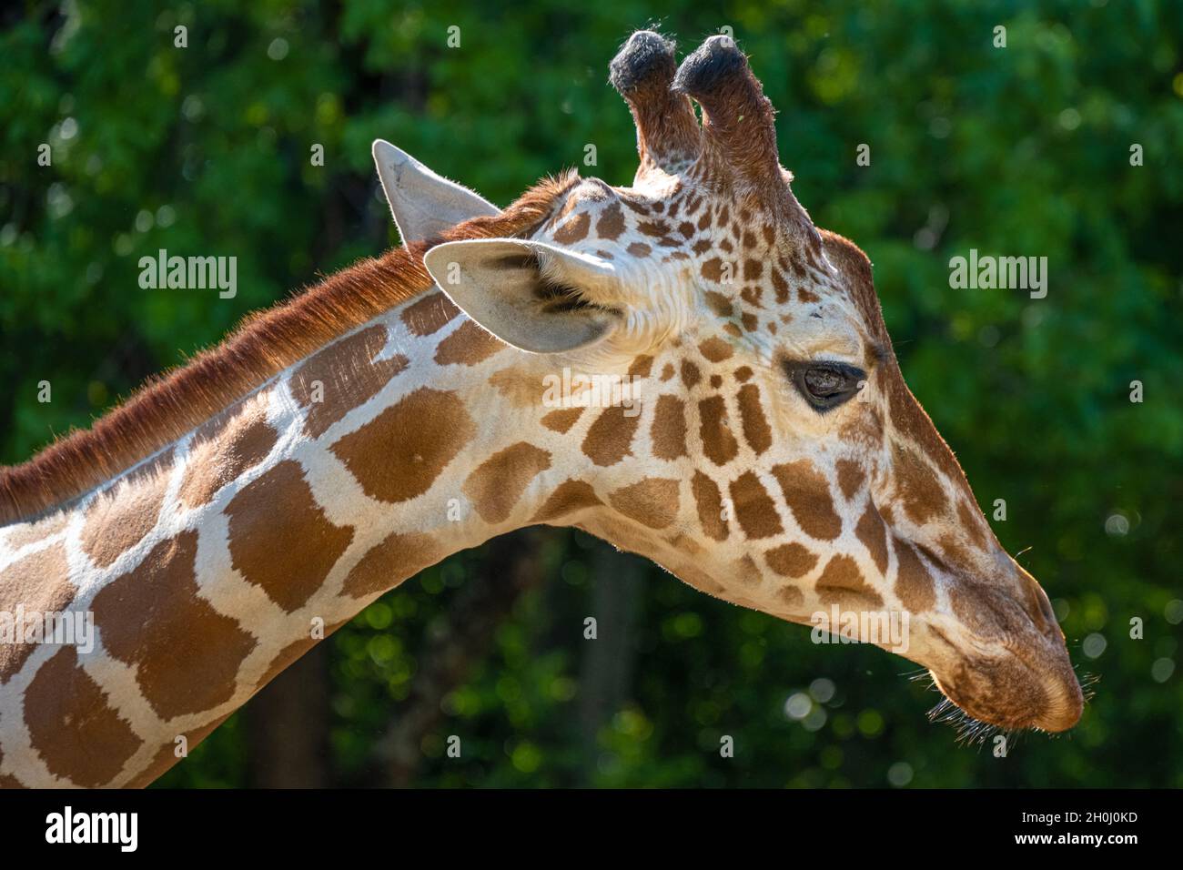 Giraffe (Giraffa camelopardalis) Nahaufnahme im Zoo Atlanta African Savanna Habitat in Atlanta, Georgia. (USA) Stockfoto