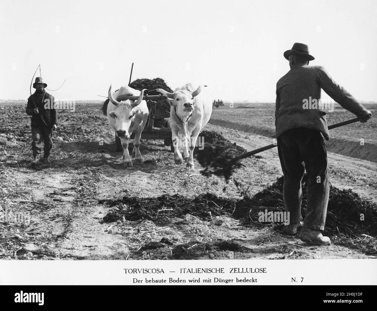 Zwei Bauern verteilen Dünger, die sie von einem Ochsenkarren holen, auf einem Feld. Das Foto wurde in der Nähe von Torclosa in Friaul aufgenommen, wahrscheinlich gegen Ende der 1930er Jahre, als in der Gemeinde eine Zellulosefabrik errichtet wurde. Dies, zusammen mit der Entwässerung des sumpfigen Landes, war Teil der autarken Politik des faschistischen Italien. [Automatisierte Übersetzung] Stockfoto