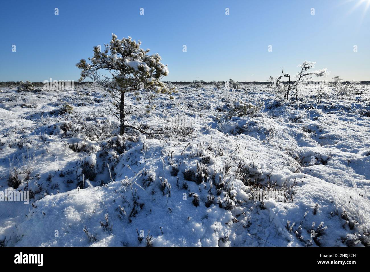 Verschneite Landschaft in einem Moor am sonnigen Morgen, früh im Frühling Stockfoto