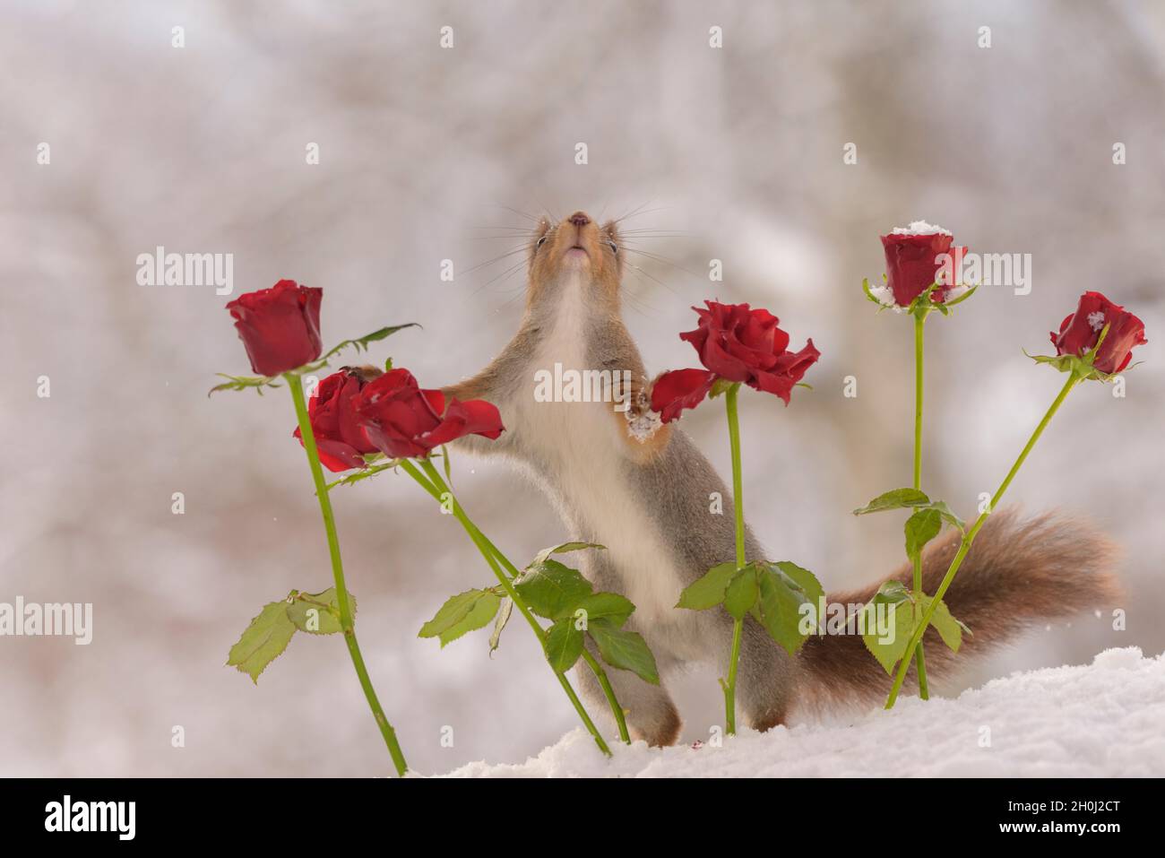 Rotes Eichhörnchen hält zwei rote Rosen, die nach oben schauen Stockfoto