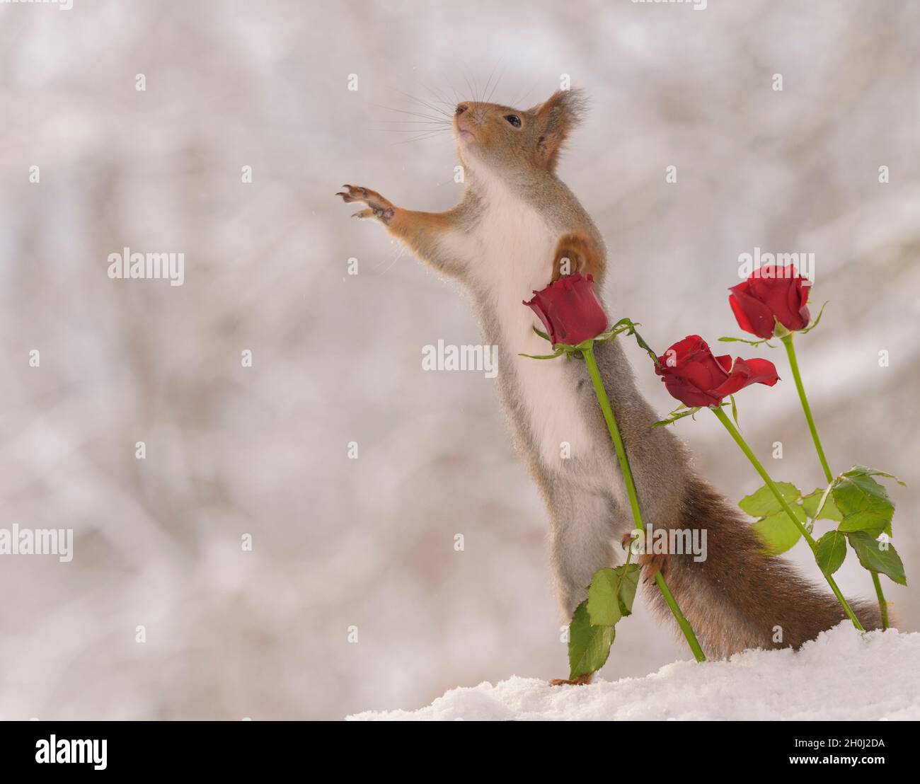 Das rote Eichhörnchen hält eine rote Rose, die sich nach oben streckt Stockfoto