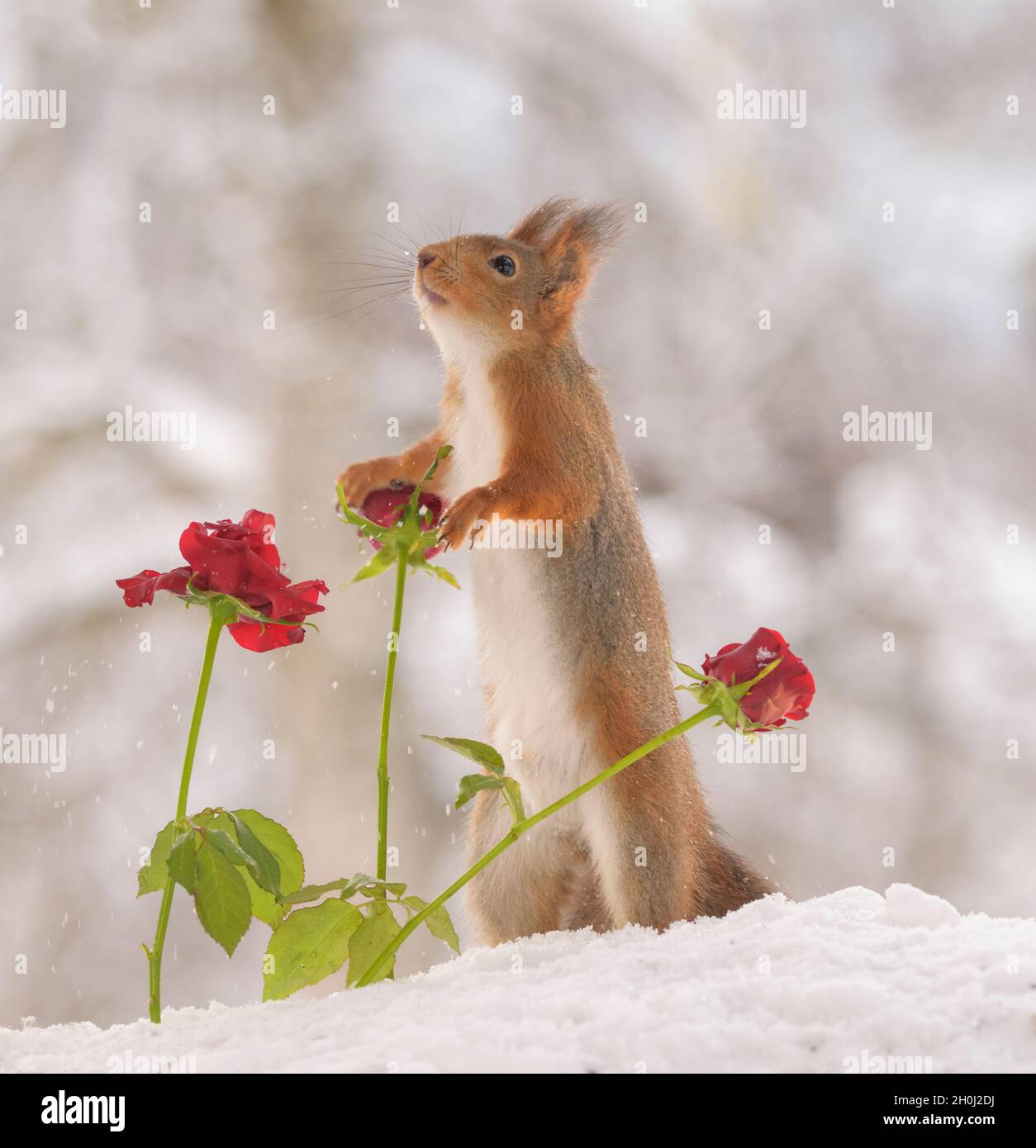 Rotes Eichhörnchen berührt eine Rose mit Schnee Stockfoto