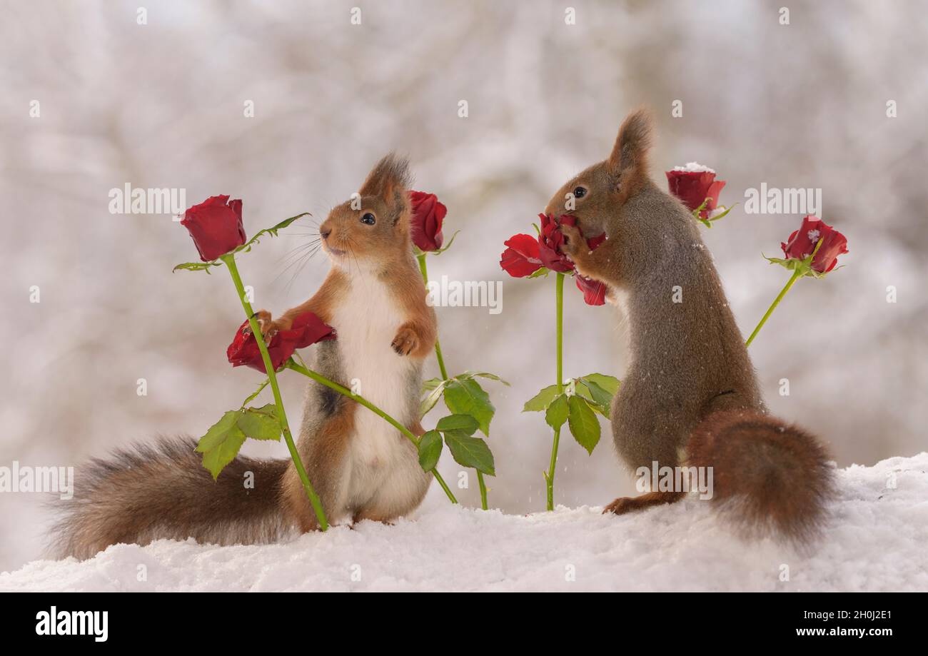 Rote Eichhörnchen berühren Rosen mit Schnee Stockfoto