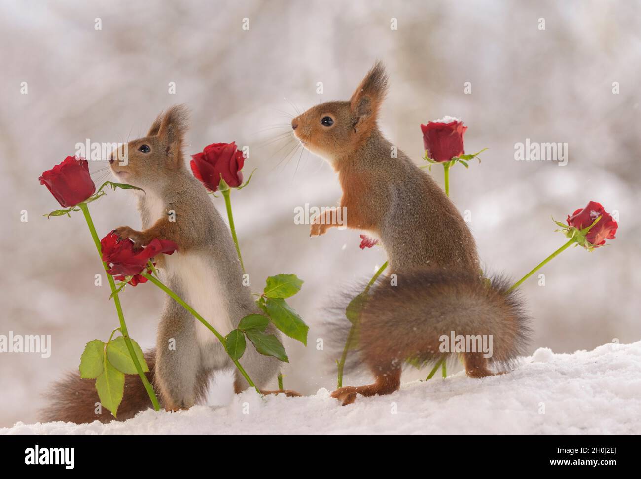 Rote Eichhörnchen halten Rosen mit Schnee Stockfoto