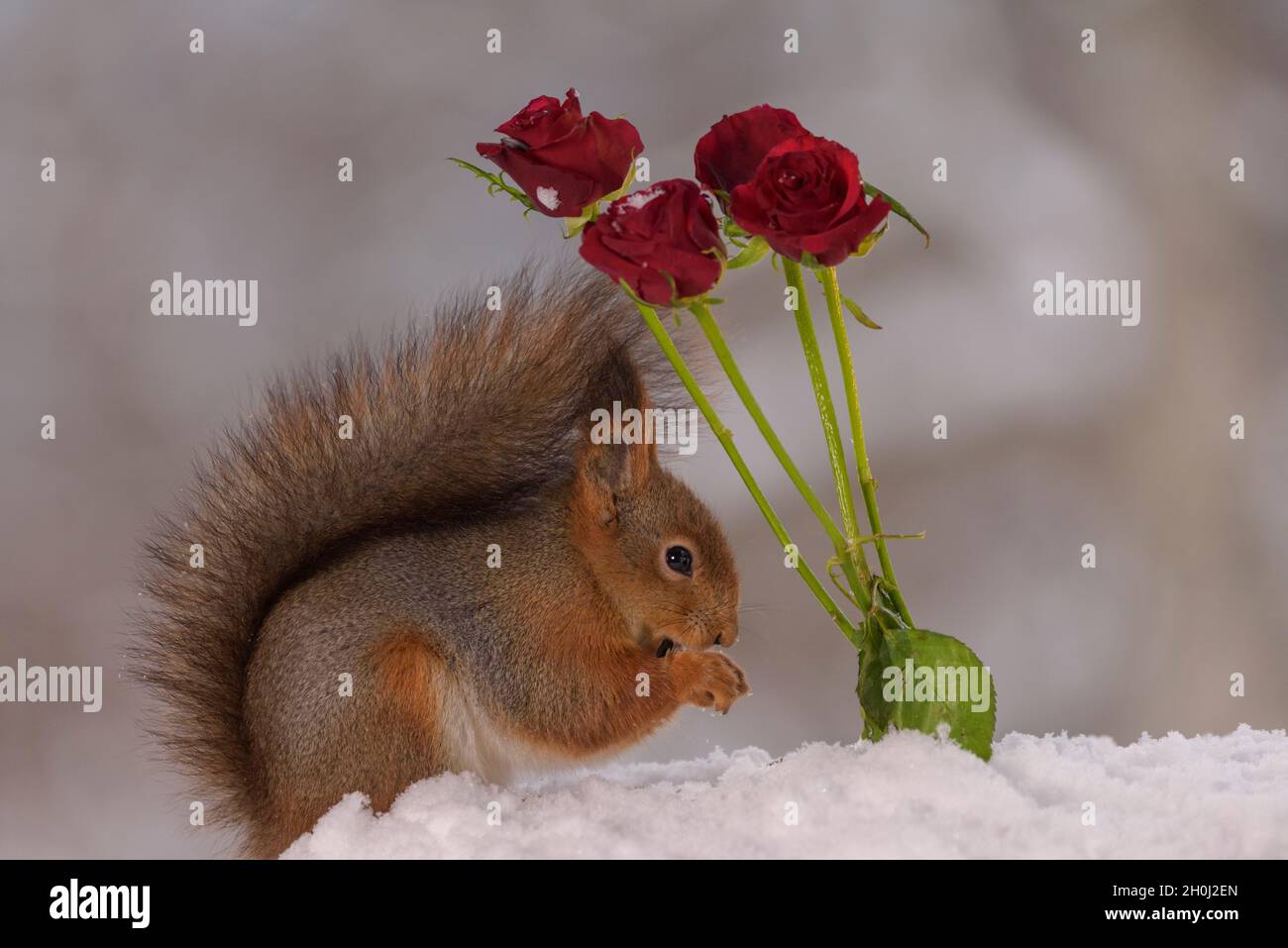 Rotes Eichhörnchen steht neben roten Rosen mit Schnee Stockfoto