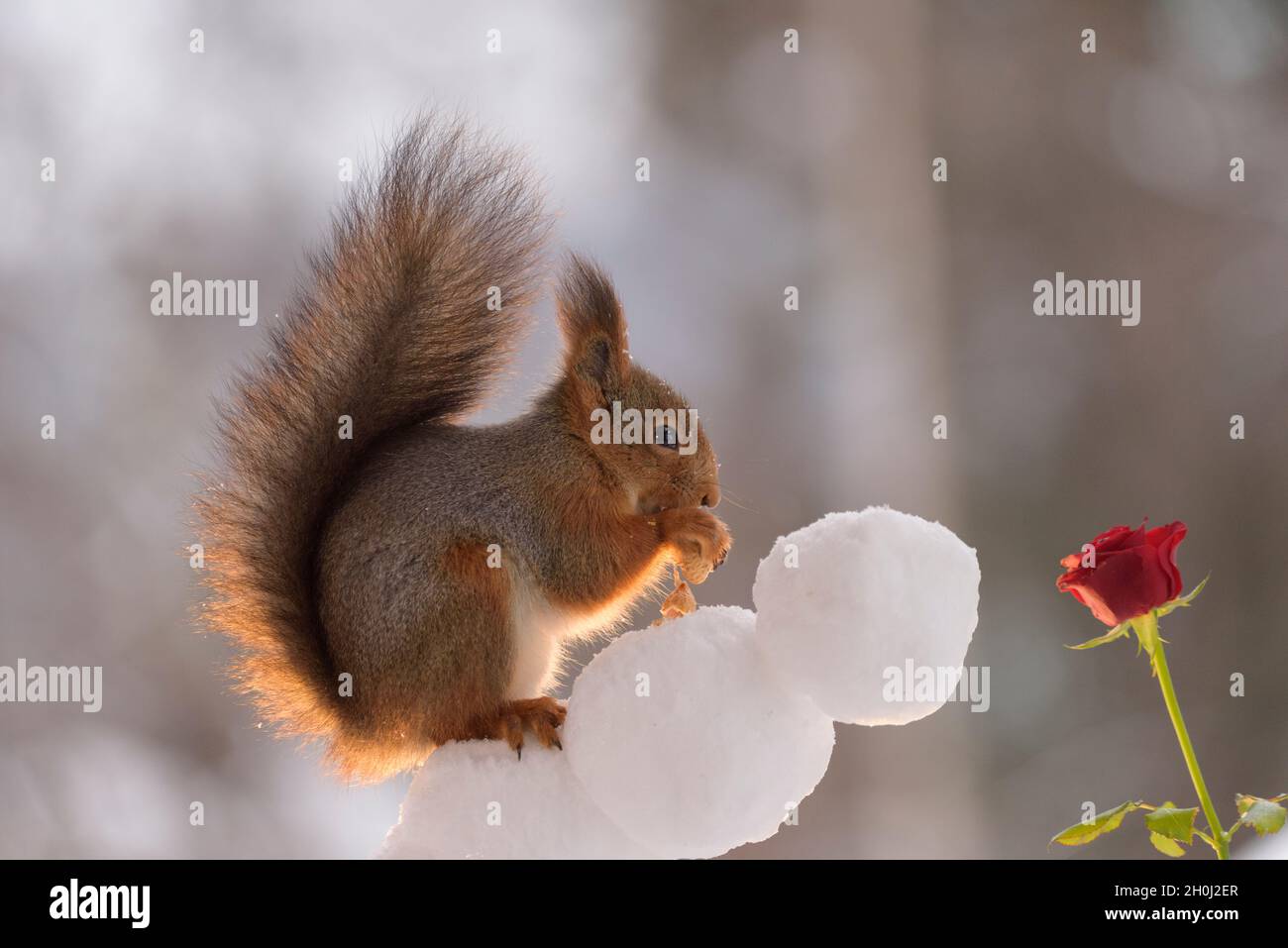 Rotes Eichhörnchen steht auf Schnee mit einer Rose Stockfoto
