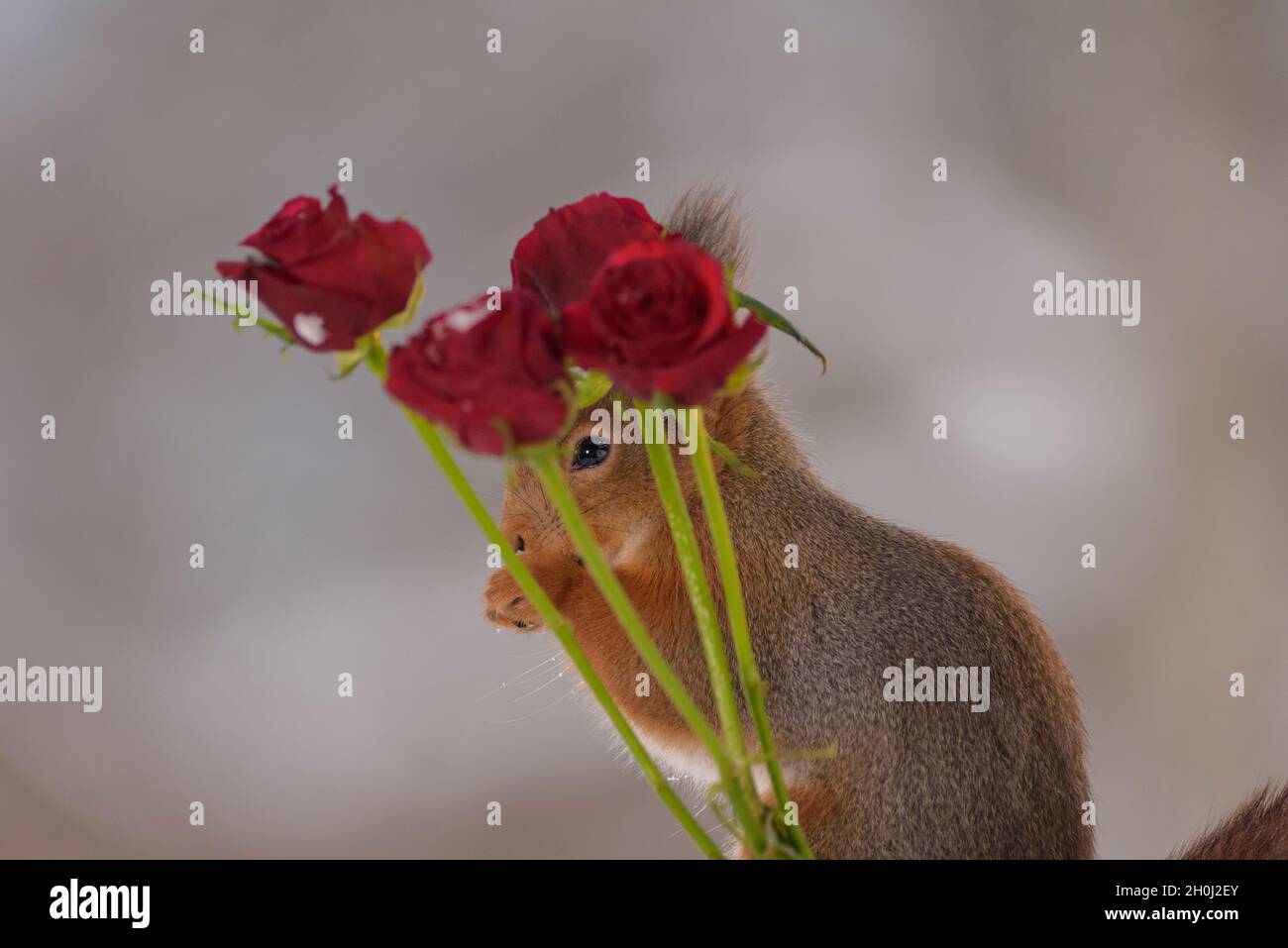 Rotes Eichhörnchen steht hinter roten Rosen mit Schnee Stockfoto