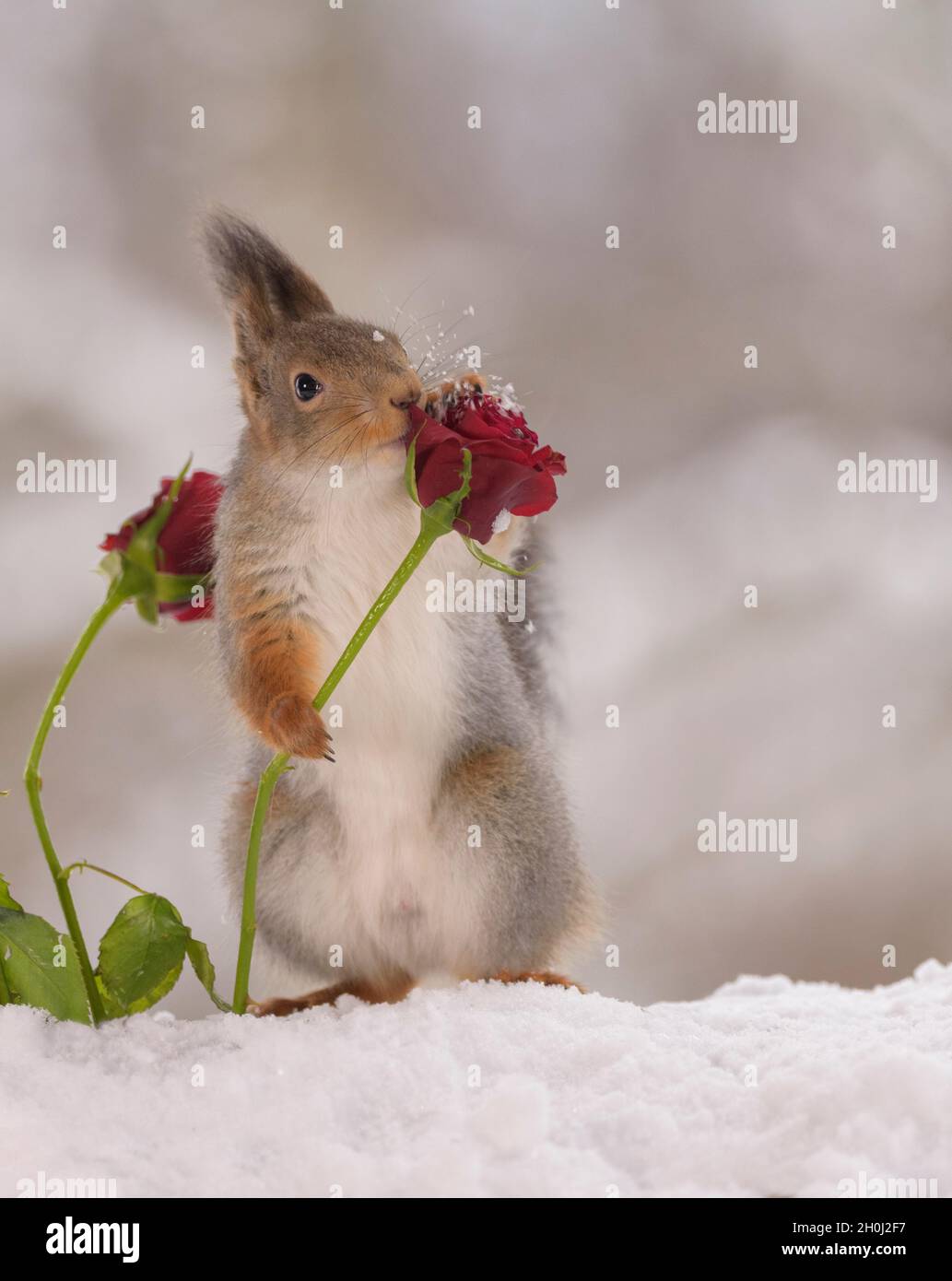 Rotes Eichhörnchen hält eine Rose im Schnee Stockfoto