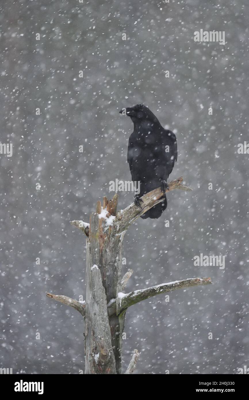 Gemeiner Rabe auf einem Baum im Schneefall Stockfoto