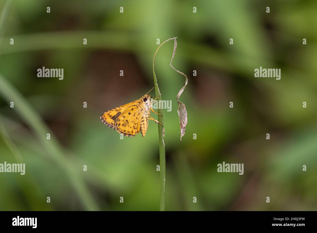 Bush Hopper (Ampittia dioscorides), der auf der Pflanze steht Stockfoto