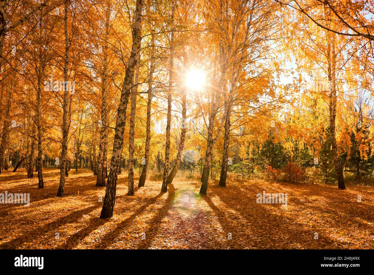 Herbstsonne in einem Birkenwald. Magische Landschaft. Indischer Sommer. Stockfoto