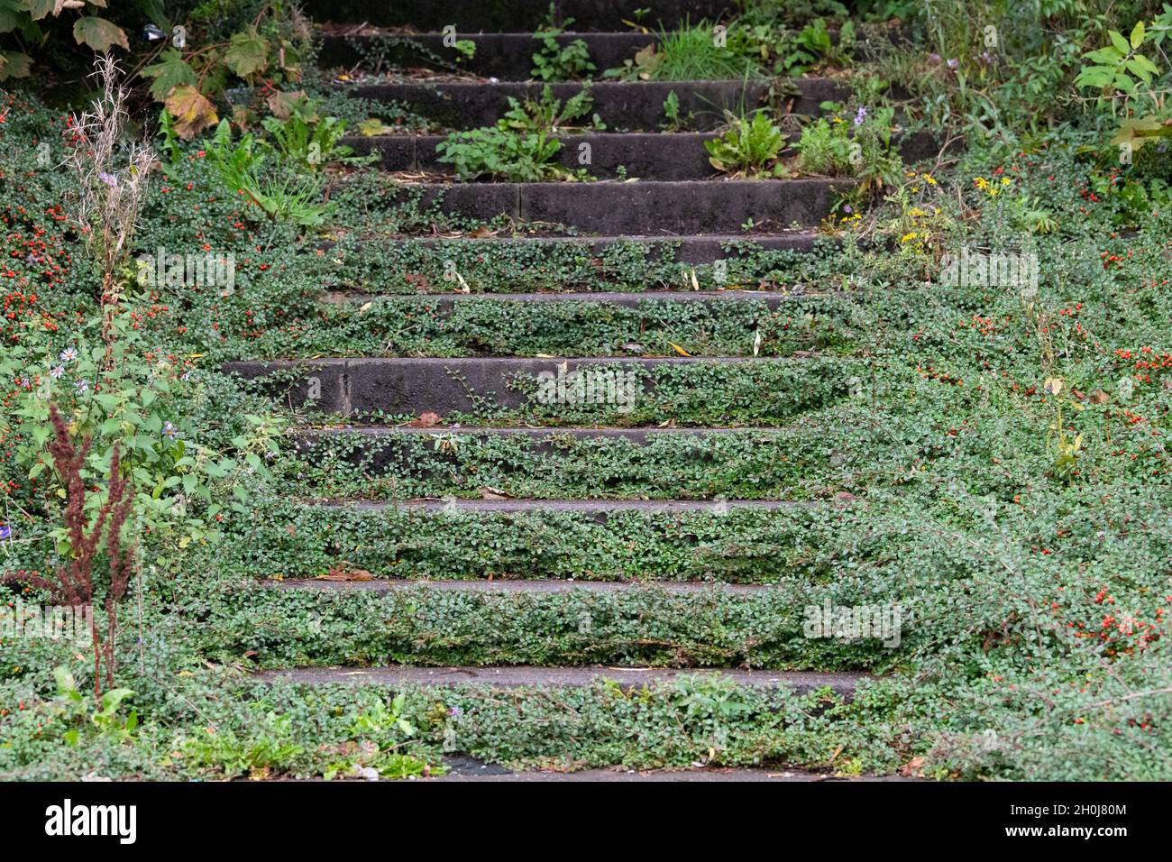 Cotoneaster horizontal wächst über Betonstufen Stockfoto