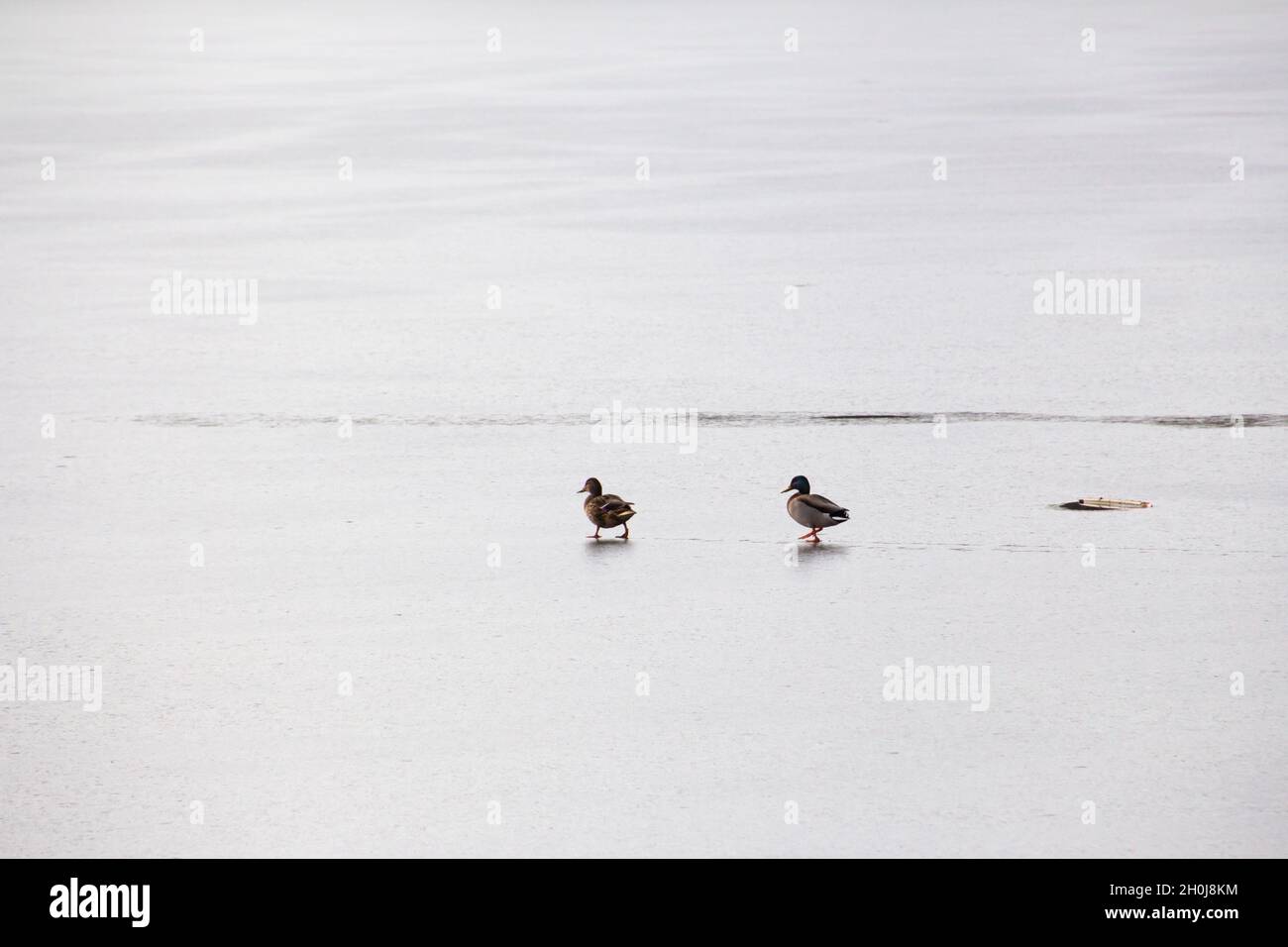 Zwei Enten, die auf dem Eis eines zugefrorenen Sees spazieren Stockfoto