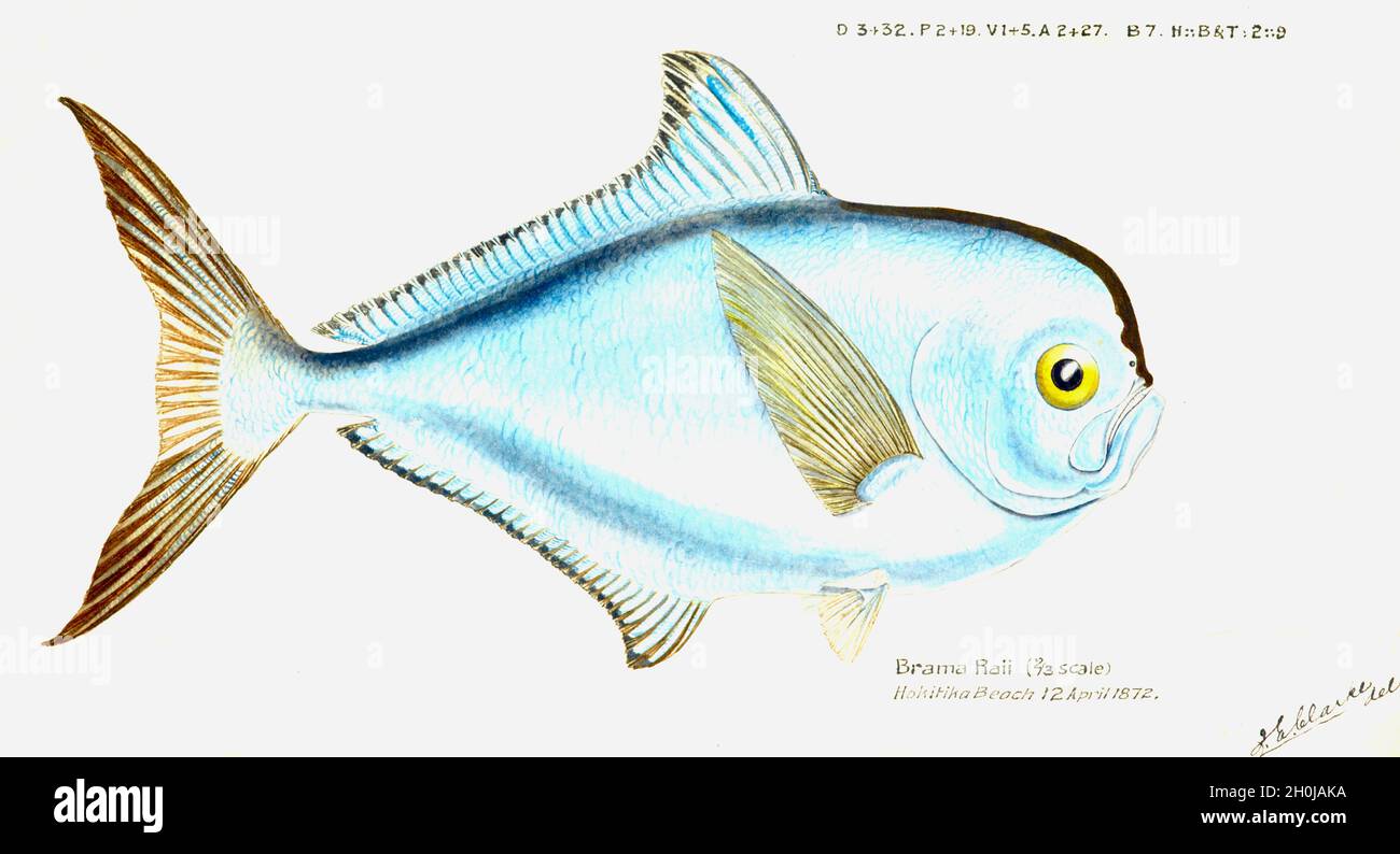 Frank Edward Clarke Vintage Fish Illustration - Brama Drama - Rays Brasse Stockfoto