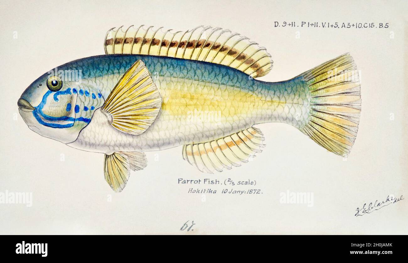 Frank Edward Clarke Vintage Fisch Illustration - Papageienfisch Stockfoto