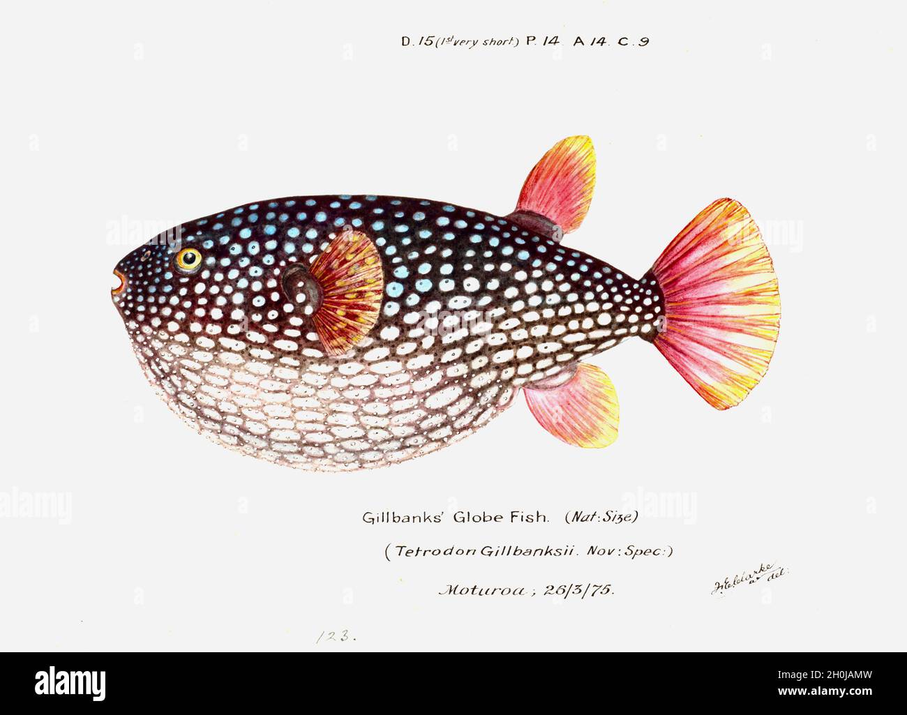 Frank Edward Clarke Vintage Fisch Illustration - Arothron gillbanksii - Globe oder Kugelfisch Stockfoto