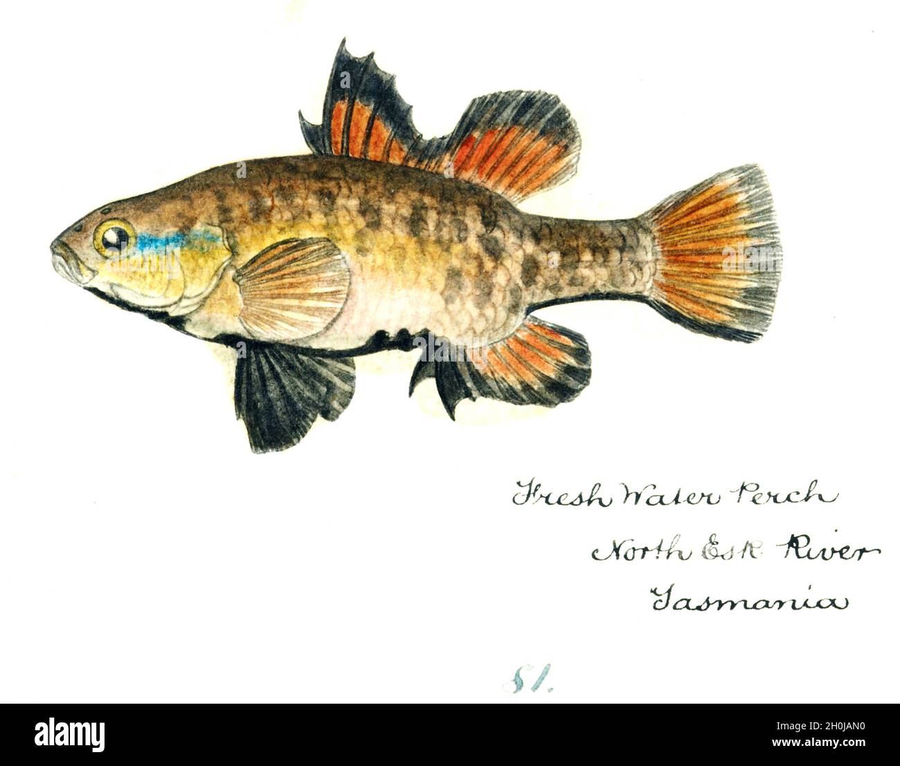 Frank Edward Clarke Vintage Fisch Illustration - Süßwasser Barsch Stockfoto